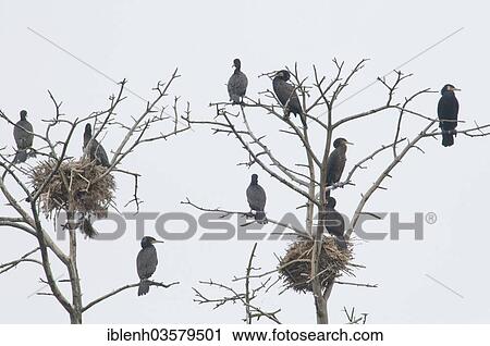 "Colony of Great Black Cormorants (Phalacrocorax carbo), JuodkrantÄ—, Curonian Spit, KlaipÄ—da County, Lithuania, Europe" View Large Photo Image Stock Image - "Colony of Great Black Cormorants (Phalacrocorax carbo), JuodkrantÄ—, Curonian Spit, KlaipÄ—da County, Lithuania, Europe". Fotosearch