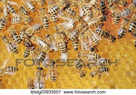 Colony of honey bees (Apis mellifera var carnica) on fresh honeycomb with honey View Large Photo Image Stock Photo - Colony of honey bees (Apis mellifera var carnica) on fresh honeycomb with honey. Fotosearch