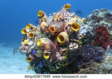 Stock Photo - "Colony of Polycarpa-Sea Squirts (Polycarpa aurata) on a coral reef, Sabang Beach, Puerto Galera, Mindoro Island, Philippines, Asia". Fotosearch