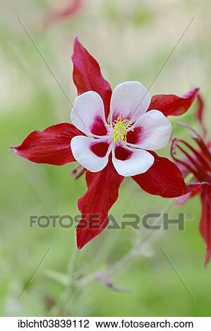 "Colorado Blue Columbine (Aquilegia caerulea hybide), Crimson Star variety, flower, Germany, Europe" View Large Photo Image Stock Image - "Colorado Blue Columbine (Aquilegia caerulea hybide), Crimson Star variety, flower, Germany, Europe". Fotosearch