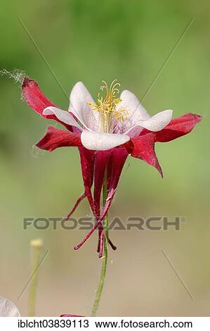 "Colorado Blue Columbine (Aquilegia caerulea hybide), Crimson Star variety, flower, Germany, Europe" View Large Photo Image Stock Image - "Colorado Blue Columbine (Aquilegia caerulea hybide), Crimson Star variety, flower, Germany, Europe". Fotosearch