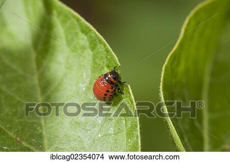 Picture - "Colorado potato beetle or potato bug (Leptinotarsa decemlineata), larva, gnawing on a potato leaf, Dreieich-Goetzenhain, Hesse, Germany, Europe". Fotosearch