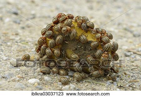Stock Image - "Colorado potato beetle, potato bug (Leptinotarsa? Çï? Çïdecemlineata), Danube-Auen, Gross-Enzersdorf, Lower Austria, Austria, Europe". Fotosearch