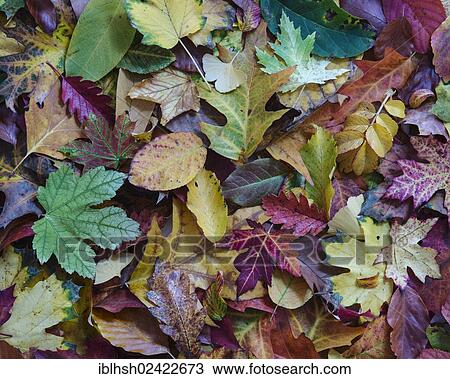 Colorful autumn foliage View Large Photo Image Stock Image - Colorful autumn foliage. Fotosearch