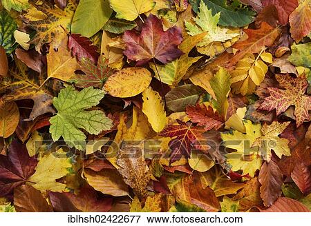 Colorful autumn foliage View Large Photo Image Stock Photo - Colorful autumn foliage. Fotosearch