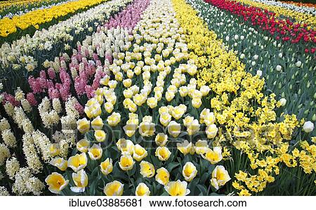 "Colorful flower bed with spring flowering plants, blooming Tulips (Tulipa), Daffodils (Narcissus) and Hyacinths (Hyacinthus), Keukenhof, Lisse, The Netherlands, Europe" View Large Photo Image Stock Image - "Colorful flower bed with spring flowering plants, blooming Tulips (Tulipa), Daffodils (Narcissus) and Hyacinths (Hyacinthus), Keukenhof, Lisse, The Netherlands, Europe". Fotosearch