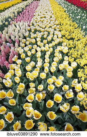 "Colorful flower bed with spring flowering plants, blooming Tulips (Tulipa), Daffodils (Narcissus) and Hyacinths (Hyacinthus)" View Large Photo Image Stock Image - "Colorful flower bed with spring flowering plants, blooming Tulips (Tulipa), Daffodils (Narcissus) and Hyacinths (Hyacinthus)". Fotosearch