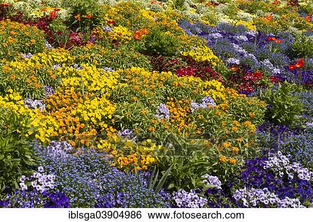 "Colorful flowers, Mainau Island, Swabia, Baden-Wurttemberg, Germany, Europe" View Large Photo Image Stock Photograph - "Colorful flowers, Mainau Island, Swabia, Baden-Wurttemberg, Germany, Europe". Fotosearch