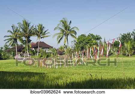 Picture - "Colorful plastic bands scaring away birds on a rice field, Ubud, Bali, Indonesia, Asia". Fotosearch