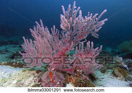 "Colorful red fan-shaped Gorgonian (Scleraxonia) growing on a coral reef, Aranjuez, Cebu, Philippines, Asia" View Large Photo Image Stock Image - "Colorful red fan-shaped Gorgonian (Scleraxonia) growing on a coral reef, Aranjuez, Cebu, Philippines, Asia". Fotosearch
