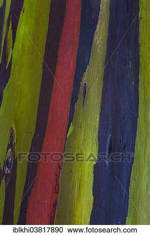 "Coloured bark of a Eucalyptus Tree (Eucalyptus sp. ), Kauai, Hawaii, USA" View Large Photo Image Stock Image - "Coloured bark of a Eucalyptus Tree (Eucalyptus sp. ), Kauai, Hawaii, USA". Fotosearch