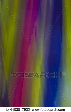 "Coloured bark of a Eucalyptus Tree (Eucalyptus sp. ), Kauai, Hawaii, United States, North America" View Large Photo Image Stock Image - "Coloured bark of a Eucalyptus Tree (Eucalyptus sp. ), Kauai, Hawaii, United States, North America". Fotosearch