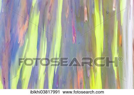 Stock Image - "Coloured bark of a Eucalyptus Tree (Eucalyptus sp. ), Kauai, Hawaii, United States, North America". Fotosearch