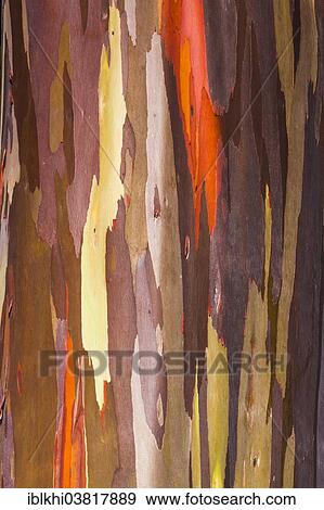 "Coloured bark of a Eucalyptus Tree (Eucalyptus sp. ), Kauai, Hawaii, USA" View Large Photo Image Stock Photo - "Coloured bark of a Eucalyptus Tree (Eucalyptus sp. ), Kauai, Hawaii, USA". Fotosearch