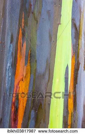 "Coloured bark of a Eucalyptus Tree (Eucalyptus sp. ), Kauai, Hawaii, United States, North America" View Large Photo Image Stock Photo - "Coloured bark of a Eucalyptus Tree (Eucalyptus sp. ), Kauai, Hawaii, United States, North America". Fotosearch