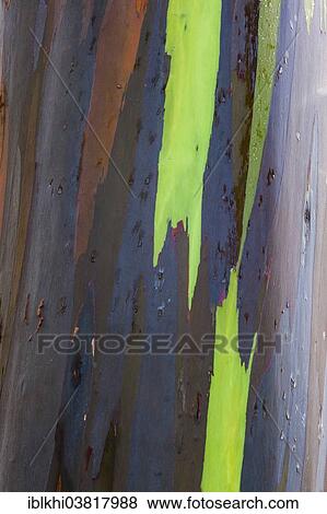"Coloured bark of a Eucalyptus Tree (Eucalyptus sp. ), Kauai, Hawaii, United States, North America" View Large Photo Image Stock Photo - "Coloured bark of a Eucalyptus Tree (Eucalyptus sp. ), Kauai, Hawaii, United States, North America". Fotosearch