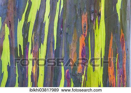 "Coloured bark of a Eucalyptus Tree (Eucalyptus sp. ), Kauai, Hawaii, United States, North America" View Large Photo Image Stock Photo - "Coloured bark of a Eucalyptus Tree (Eucalyptus sp. ), Kauai, Hawaii, United States, North America". Fotosearch