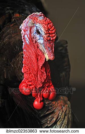 "Coloured head of a Wild Turkey (Meleagris gallopavo) on a farm in Tauchersreuth, Middle Franconia, Bavaria, Germany, Europe" View Large Photo Image Stock Image - "Coloured head of a Wild Turkey (Meleagris gallopavo) on a farm in Tauchersreuth, Middle Franconia, Bavaria, Germany, Europe". Fotosearch