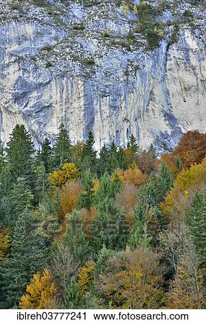 "Colourful autumn forest in front of a rock face, Berglsteiner See Lake, Breitenbach, Tyrol, Austria, Europe" View Large Photo Image Stock Image - "Colourful autumn forest in front of a rock face, Berglsteiner See Lake, Breitenbach, Tyrol, Austria, Europe". Fotosearch