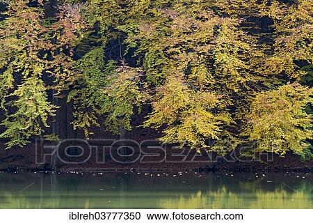 "Colourful autumn trees on the shore of Berglsteiner See Lake, Breitenbach, Tyrol, Austria, Europe" View Large Photo Image Stock Image - "Colourful autumn trees on the shore of Berglsteiner See Lake, Breitenbach, Tyrol, Austria, Europe". Fotosearch