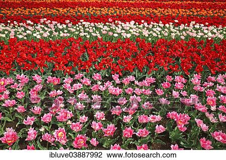 "Colourful flower bed with different tulip varieties, blooming Tulips (Tulipa), Keukenhof, Lisse, The Netherlands, Europe" View Large Photo Image Stock Image - "Colourful flower bed with different tulip varieties, blooming Tulips (Tulipa), Keukenhof, Lisse, The Netherlands, Europe". Fotosearch