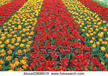 "Colourful flower bed with different tulip varieties, blooming Tulips (Tulipa), Keukenhof, Lisse, The Netherlands, Europe" View Large Photo Image Stock Photo - "Colourful flower bed with different tulip varieties, blooming Tulips (Tulipa), Keukenhof, Lisse, The Netherlands, Europe". Fotosearch