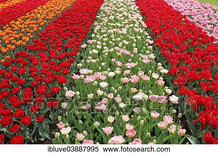 "Colourful flower bed with different tulip varieties, blooming Tulips (Tulipa), Keukenhof, Lisse, The Netherlands, Europe" View Large Photo Image Stock Photography - "Colourful flower bed with different tulip varieties, blooming Tulips (Tulipa), Keukenhof, Lisse, The Netherlands, Europe". Fotosearch