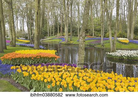"Colourful flowerbeds with running water in the park, Keukenhof, Lisse, The Netherlands, Europe" View Large Photo Image Stock Image - "Colourful flowerbeds with running water in the park, Keukenhof, Lisse, The Netherlands, Europe". Fotosearch