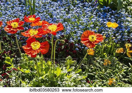 "Colourful flowers, Mainau island, Lake Constanz, Baden-Wurttemberg, Germany, Europe" View Large Photo Image Stock Image - "Colourful flowers, Mainau island, Lake Constanz, Baden-Wurttemberg, Germany, Europe". Fotosearch