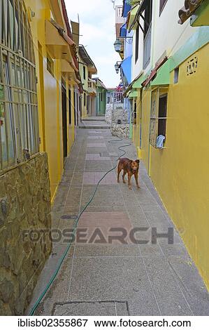 "Colourful houses in the Las Penas neighbourhood on Cerro Santa Ana, Guayaquil, Ecuador, South America" View Large Photo Image Stock Photo - "Colourful houses in the Las Penas neighbourhood on Cerro Santa Ana, Guayaquil, Ecuador, South America". Fotosearch