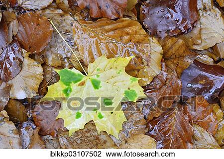 "Colourful leaves in autumn, Thale, Saxony-Anhalt, Germany, Europe" View Large Photo Image Stock Image - "Colourful leaves in autumn, Thale, Saxony-Anhalt, Germany, Europe". Fotosearch