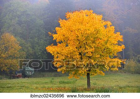 "Colourful Norway maple (Acer platanoides) in the morning haze, a forest at the back, Enzenreuth, Franconian Switzerland, Middle Franconia, Bavaria, Germany, Europe" View Large Photo Image Stock Photograph - "Colourful Norway maple (Acer platanoides) in the morning haze, a forest at the back, Enzenreuth, Franconian Switzerland, Middle Franconia, Bavaria, Germany, Europe". Fotosearch