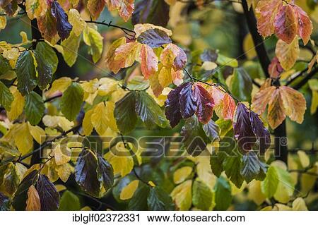 Stock Image - "Colourful, rain-soaked autumn leaves, Germany, Europe". Fotosearch
