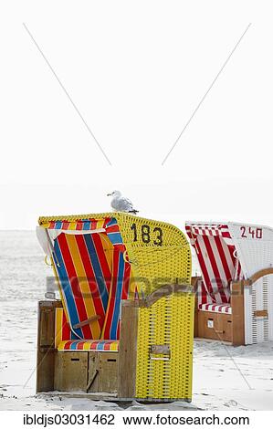 Stock Image - "Colourful roofed wicker beach chairs on the beach with a seagull on a roof, Norddorf, Amrum, Amrum, North Frisian Islands, Schleswig-Holstein, Germany, Europe". Fotosearch