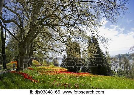 "Colourful spring meadow with daffodils and tulips, Mainau, Baden-Wurttemberg, Germany, Europe" View Large Photo Image Stock Photograph - "Colourful spring meadow with daffodils and tulips, Mainau, Baden-Wurttemberg, Germany, Europe". Fotosearch