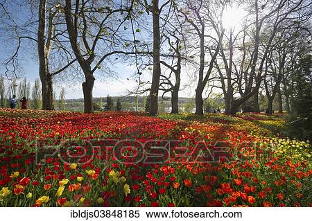 "Colourful spring meadow with daffodils and tulips, Mainau, Baden-Wurttemberg, Germany, Europe" View Large Photo Image Stock Photography - "Colourful spring meadow with daffodils and tulips, Mainau, Baden-Wurttemberg, Germany, Europe". Fotosearch