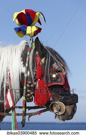 "Colourfully decorated horse, Caretto Siciliano, Foro Italico leisure park, Villa a Mare, Palermo, Sicily, Italy, Europe" View Large Photo Image Stock Photography - "Colourfully decorated horse, Caretto Siciliano, Foro Italico leisure park, Villa a Mare, Palermo, Sicily, Italy, Europe". Fotosearch