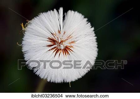 "Coltsfoot (Tussilago coltsfoot), seed head, North Rhine-Westphalia, Germany, Europe" View Large Photo Image Picture - "Coltsfoot (Tussilago coltsfoot), seed head, North Rhine-Westphalia, Germany, Europe". Fotosearch