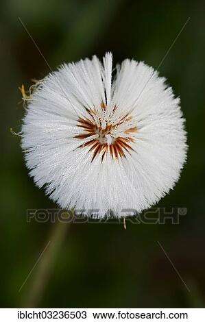 "Coltsfoot (Tussilago coltsfoot), seed head, North Rhine-Westphalia, Germany, Europe" View Large Photo Image Stock Image - "Coltsfoot (Tussilago coltsfoot), seed head, North Rhine-Westphalia, Germany, Europe". Fotosearch