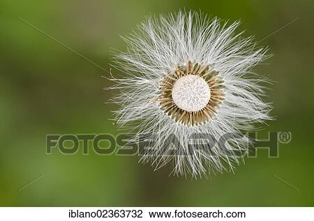 Stock Image - "Coltsfoot (Tussilago farfara), fruit stand, Kramsach, Tyrol, Austria, Europe". Fotosearch