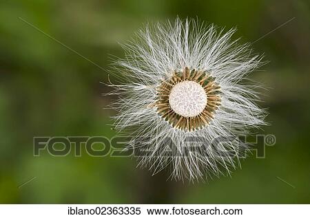 "Coltsfoot (Tussilago farfara), fruit stand, Kramsach, Tyrol, Austria, Europe" View Large Photo Image Stock Photography - "Coltsfoot (Tussilago farfara), fruit stand, Kramsach, Tyrol, Austria, Europe". Fotosearch