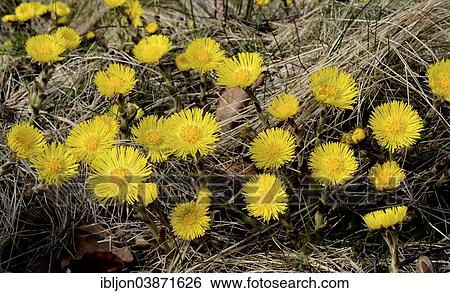 Coltsfoot (Tussilago farfara) in dry grass View Large Photo Image Stock Photograph - Coltsfoot (Tussilago farfara) in dry grass. Fotosearch