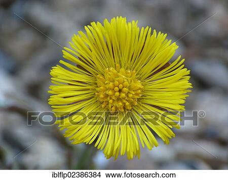 "Coltsfoot (Tussilago farfara), close-up of flower, Cannobina Valley, Italian Alps, Italy, Europe" View Large Photo Image Picture - "Coltsfoot (Tussilago farfara), close-up of flower, Cannobina Valley, Italian Alps, Italy, Europe". Fotosearch