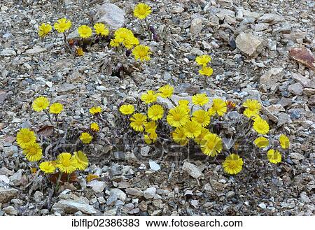 "Coltsfoot (Tussilago farfara), flowering, group growing on waste ground at roadside verge, Cannobina Valley, Italian Alps, Italy, Europe" View Large Photo Image Stock Image - "Coltsfoot (Tussilago farfara), flowering, group growing on waste ground at roadside verge, Cannobina Valley, Italian Alps, Italy, Europe". Fotosearch