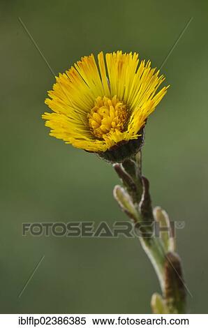 "Coltsfoot (Tussilago farfara), close-up of flower, Crossness Nature Reserve, Bexley, Kent, England, United Kingdom, Europe" View Large Photo Image Stock Photography - "Coltsfoot (Tussilago farfara), close-up of flower, Crossness Nature Reserve, Bexley, Kent, England, United Kingdom, Europe". Fotosearch