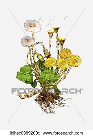 Stock Photography - "Coltsfoot (Tussilago farfara), illustration". Fotosearch