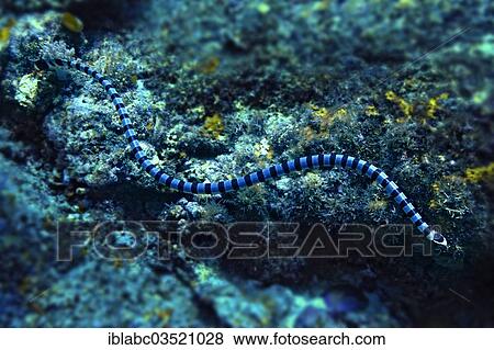 "Colubrine Sea Krait, Banded Sea Krait or Yellow-lipped Sea Krait (Laticauda colubrina), Raja Ampat, West Papua, Indonesia, Asia" View Large Photo Image Stock Photo - "Colubrine Sea Krait, Banded Sea Krait or Yellow-lipped Sea Krait (Laticauda colubrina), Raja Ampat, West Papua, Indonesia, Asia". Fotosearch