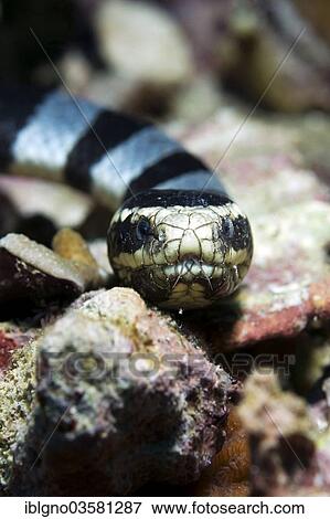 Stock Photo - "Colubrine Sea Krait, Banded Sea Krait or Yellow-lipped Sea Krait (Laticauda colubrina), Philippines, Asia". Fotosearch