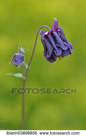 "Columbine (Aquilegia hybrid), Emsland, Lower Saxony, Germany, Europe" View Large Photo Image Stock Photograph - "Columbine (Aquilegia hybrid), Emsland, Lower Saxony, Germany, Europe". Fotosearch