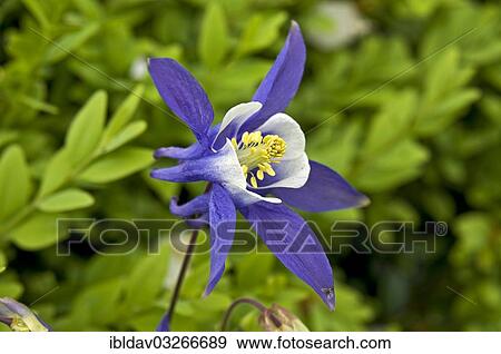 "Columbine (Aquilegia) in a garden, North Rhine-Westphalia, Germany, Europe" View Large Photo Image Stock Photo - "Columbine (Aquilegia) in a garden, North Rhine-Westphalia, Germany, Europe". Fotosearch